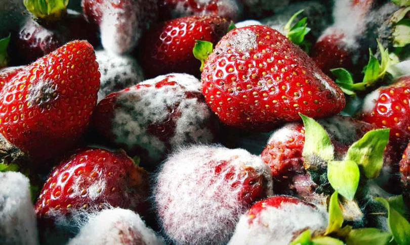 Плесень на клубнике.