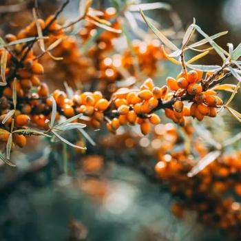 Эта суперягода растет в России, но мы её почти не едим. Это может помочь в борьбе с диабетом и ожирением