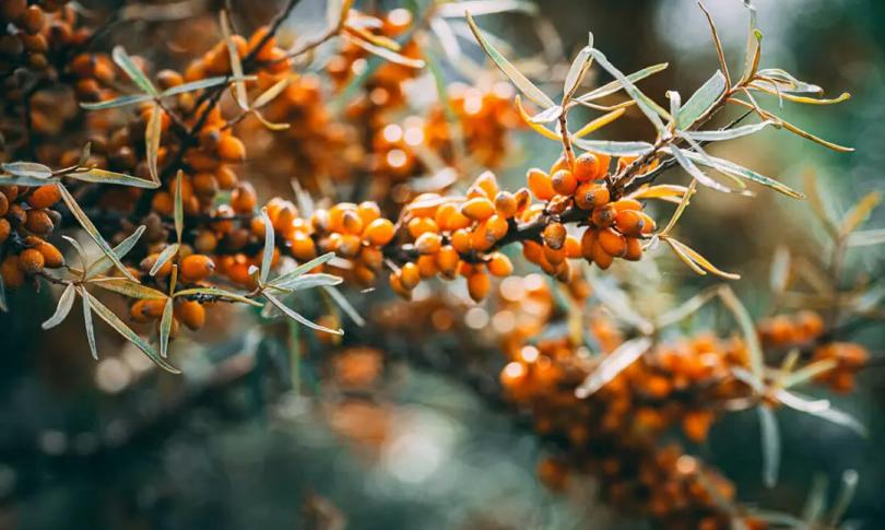 Облепиха – настоящая кладезь здоровья