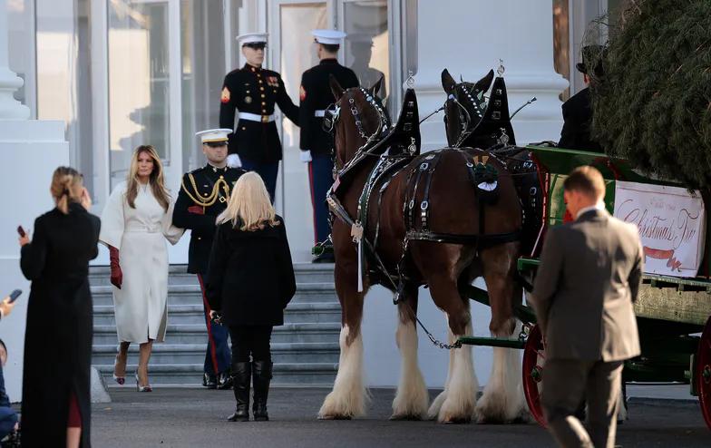 Мелания Трамп получила свою рождественскую елку