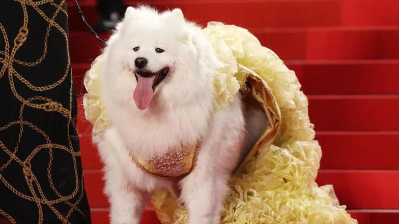 Специальный гость Каннского фестиваля Специальный гость Каннского фестиваля