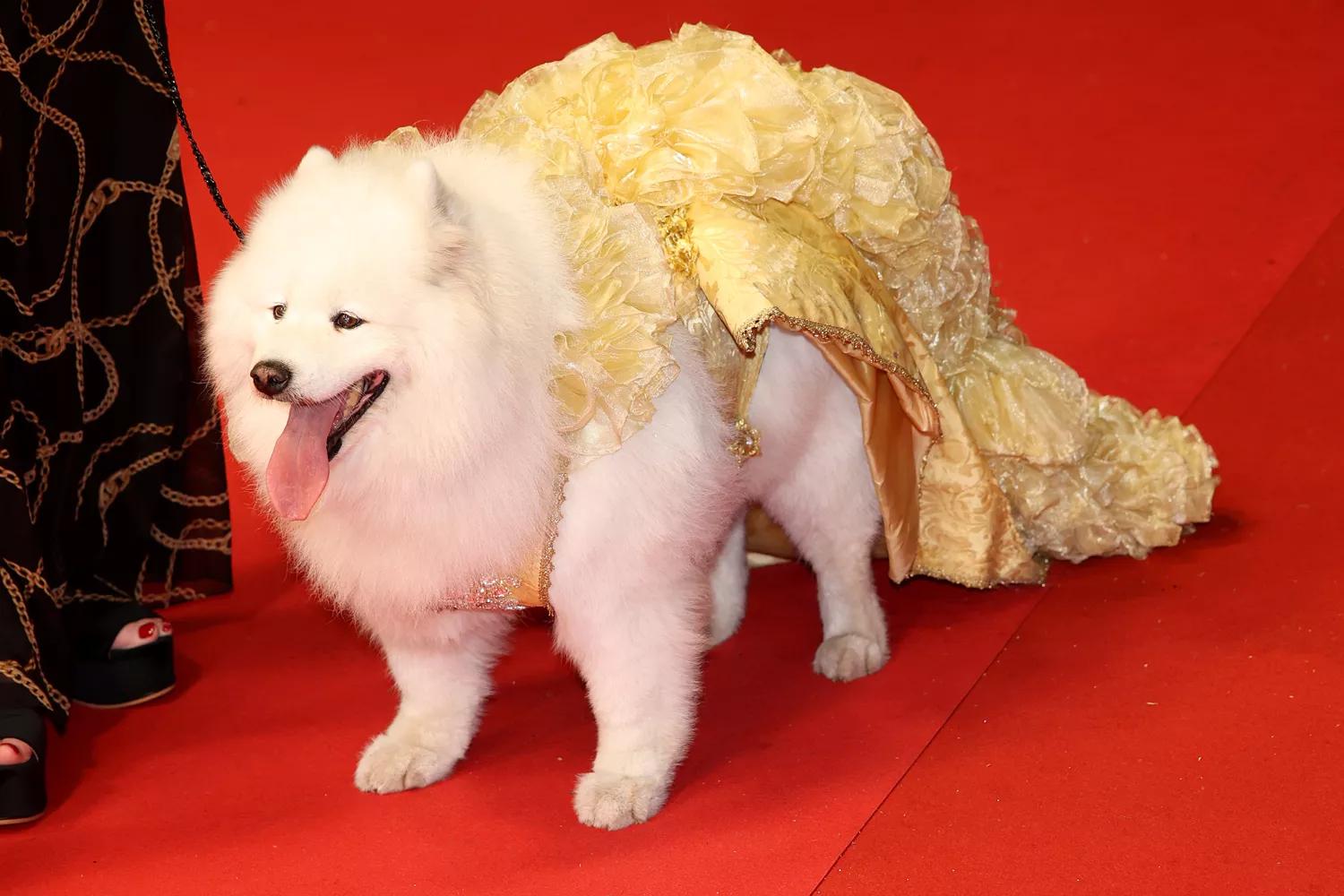 Специальный гость Каннского фестиваля Специальный гость Каннского фестиваля