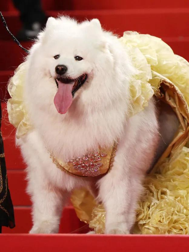 Специальный гость Каннского фестиваля Специальный гость Каннского фестиваля