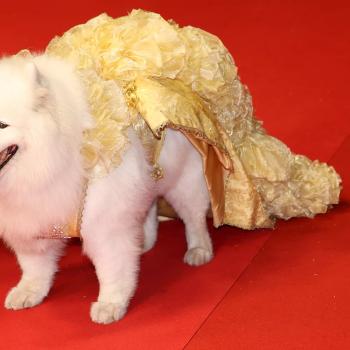 Её должны были отправить на бойню, а теперь она появилась на красной дорожке в Каннах!