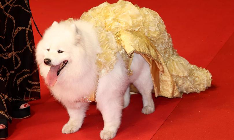 Специальный гость Каннского фестиваля Специальный гость Каннского фестиваля