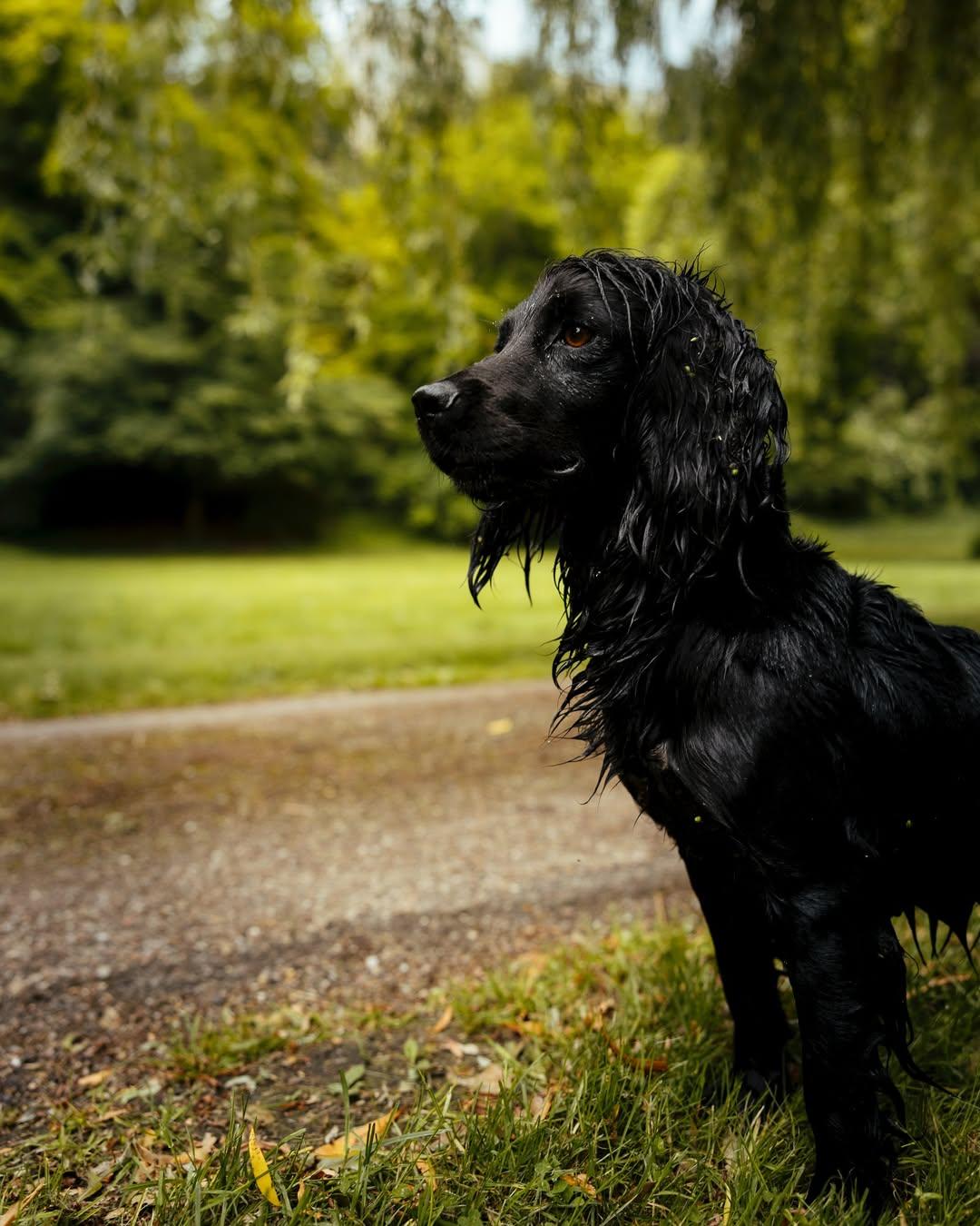 Принц Уильям (скриншот/социальной сети/fieldsintrust)