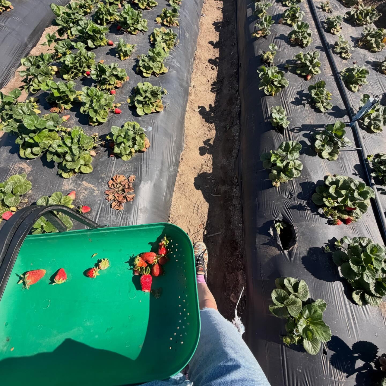 Сьюки Уотерхаус показала яркий летний образ в красном бикини