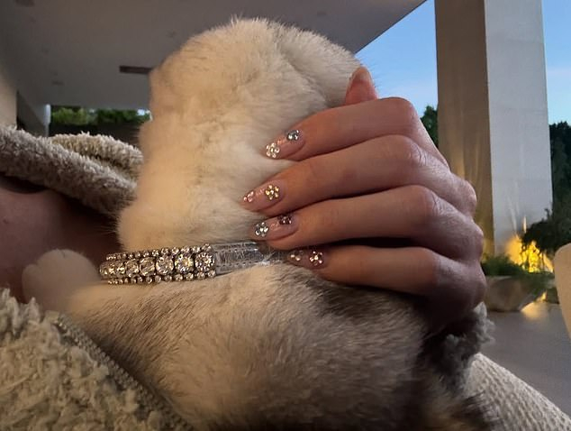 Кайли Дженнер раскритиковали из-за фото с кошкой на блестящем поводке Кайли Дженнер раскритиковали из-за фото с кошкой на блестящем поводке