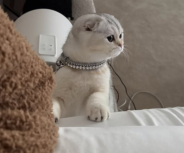 Кайли Дженнер раскритиковали из-за фото с кошкой на блестящем поводке Кайли Дженнер раскритиковали из-за фото с кошкой на блестящем поводке